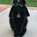 The cat Vader (@llumsiombres11) Twitter profile photo The cat Vader (@llumsiombres11) Twitter profile photo