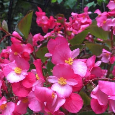 ShannonPre99532's profile picture. 