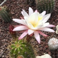 Chilling Cactus (@chillingcactus) 's Twitter Profile Photo Chilling Cactus (@chillingcactus) 's Twitter Profile Photo