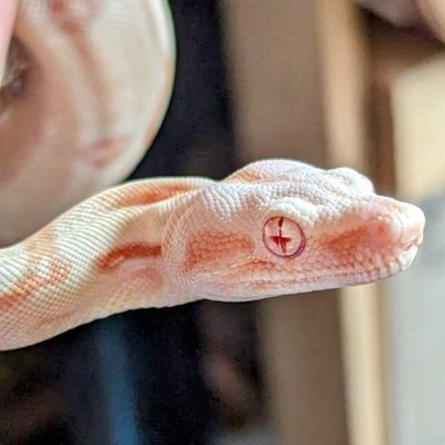 Name: Magellan
Boa Constrictor Imperator 
Male
Albino
Born 09/05/23
#reptiles #boa #boaconstrictor #snakes #herps