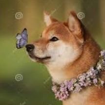 The caterpillar said it would fly, everyone laughed, except the butterflies, hang out with those who believe in you . Shib to the Moon 🌚🚀