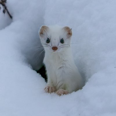 可愛いを追い求めて📸動物写真家。 イギリス タイムズ紙モモンガ記事掲載。ニューヨーク&ギリシャEPOCH TIMESシマエナガ特集掲載。翔泳社ふわもこ366日いやしの動物 カレンダー発売。環境フォトコン受賞　じゃらん絶景フォトコングランプリ🏆 モフモフ動物個展&SONYストア写真展出展　国際ケンコーフォトコン入選