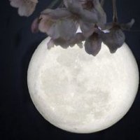 舞桜 The Last Samurai (@samuraitheg) Twitter profile photo