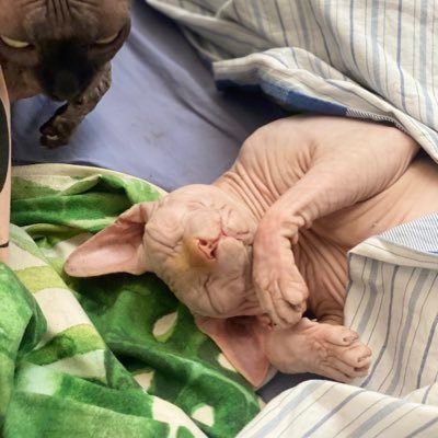 ScridonLau's profile picture. No hay nada que entender, solo agradecer!