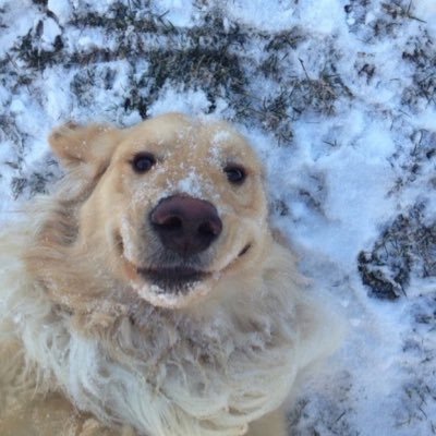 Happydoggo57's profile picture. 