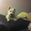 Lynn Wright - @lwtunes - Twitter