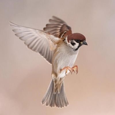 One sparrow goes unnoticed in the world, but a flock of sparrows can grow to the size of a whale.

Will never DM you.  Won't answer DMs either. 😘