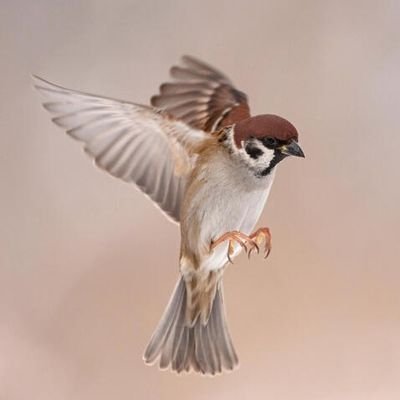 One sparrow goes unnoticed in the world, but a flock of sparrows can grow to the size of a whale.
Will never DM you. Won't answer DMs either. 😘