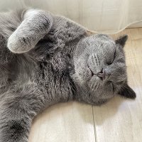 川嶋哲郎 (@tetsurosax) 's Twitter Profile
