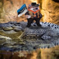 OschKoschOG_Fella (@oschkoschog) 's Twitter Profile