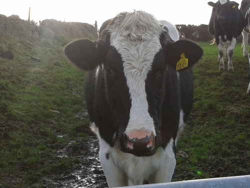 maz41's profile picture. 