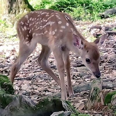 deer idiot woman stupidさんのプロフィール画像