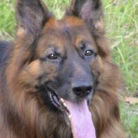 Bill Shepherd... (@mygsdog_havok) 's Twitter Profile Photo