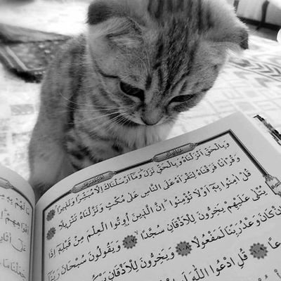 MustafaMox86053's profile picture. 