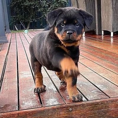 Welcome to #Rottweiler Zone
We share Rottweiler contents
Follow us @rottweilerzone