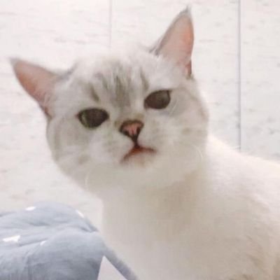 I miss my cat. The one who never belonged to me, but made me feel chosen.