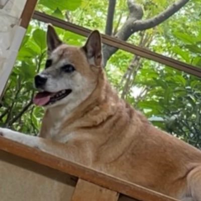 一人暮らしの親が急死。犬がたった一匹で取り残された11歳のハナ。私の家は闘病中の家族がいるので飼えないので、何とか引き取り先を探して2カ月。ハナに出会いが訪れました。