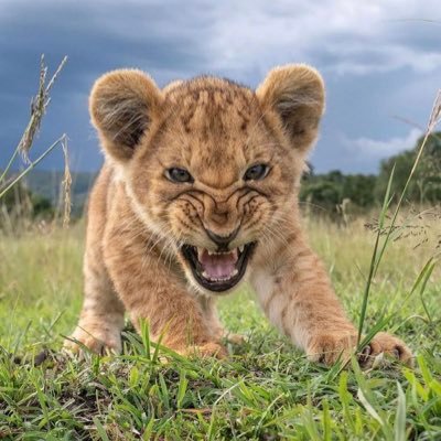 SahinGRKAN1's profile picture. 