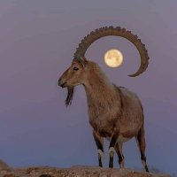 يوسف يامن (@yuosof_yaman) Twitter profile photo