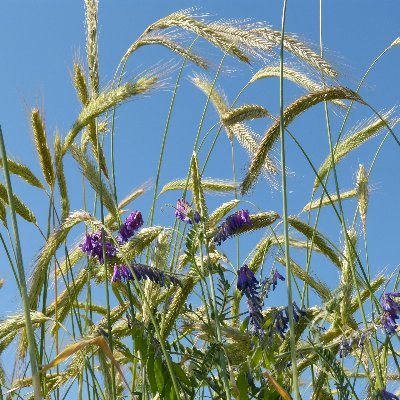 HumusKlimaNetz's profile picture. Modell- und Demonstrationsvorhaben „Humusaufbau in landwirtschaftlich genutzten Böden – Schwerpunkt Ackerbau“