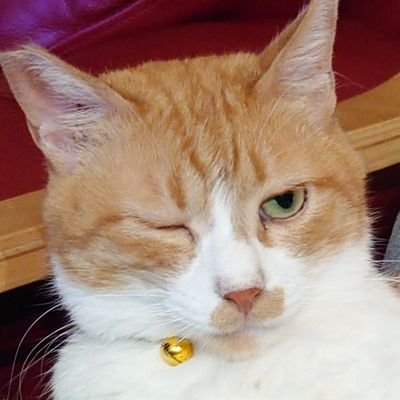 おロラント/おペックス/おレース/お猫様/おぶいちゃ
最近はおぶいちゃ多め。
しな〜のOTPです。しな〜のいつもありがとう。
#しな〜のの遊び場 スタッフ
F1ドライバー角田裕毅とマックスフェルスタッペンを激烈に応援しています。