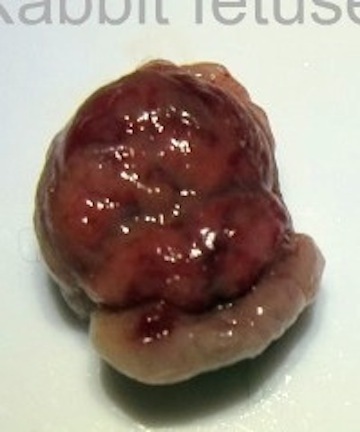 tangsula's profile picture. 