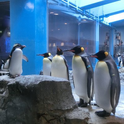 puerariamontana's profile picture. Hobbies 写真撮影、遠出、旅行
Food お刺身、お寿司、麺類(スープ控えめ)
Music 西野カナ、Flower、乃木・日向、MACO
Comics 高木、式守、野崎、墜落JK他