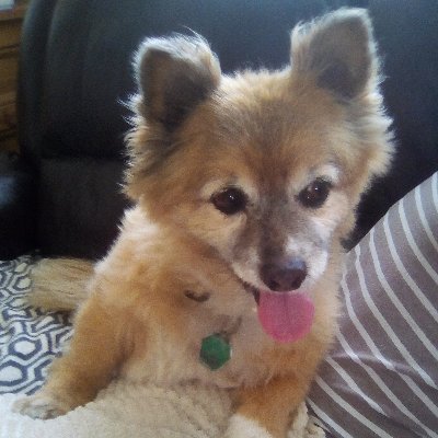 ❤💛❤ Little Miss Wordy!
Brummie migrant in España.
#BritInEU #ProEU
#Dogs rule my world, not dictators!
Reader, writer, and language nerd.