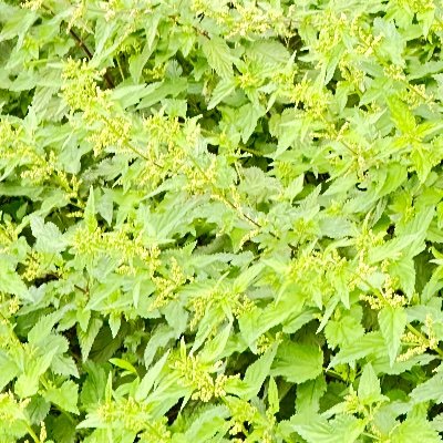 halvardolini's profile picture. Bø