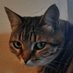 🎀🦐💚Ismoktisch Bouboule Minette Pichoune🐕Samie (@catherinevld) Twitter profile photo 🎀🦐💚Ismoktisch Bouboule Minette Pichoune🐕Samie (@catherinevld) Twitter profile photo