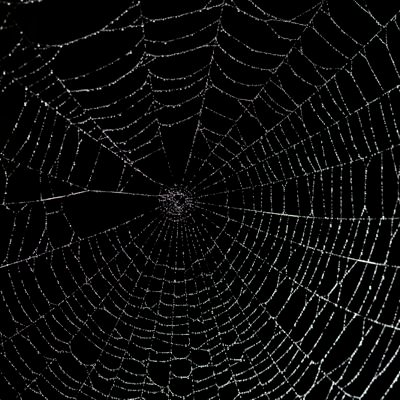 deeohni's profile picture. 