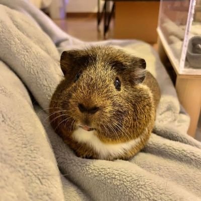 From their adorable my pet guinea pigs are a constant source of happiness and comfort in my life. sorry for the silent for the salient follow!