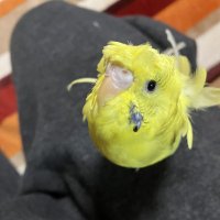 Skyfull (@einretterkline) 's Twitter Profile