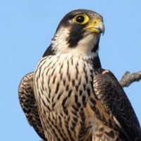 A.Alfahad (@afbofahaf) 's Twitter Profile Photo