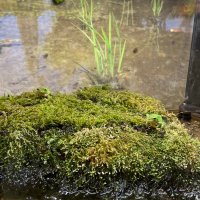 つつつ (@mittsu468) 's Twitter Profile Photo