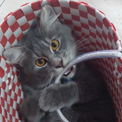 eufsntd's profile picture. 