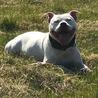 scoobmyster71's profile picture. 