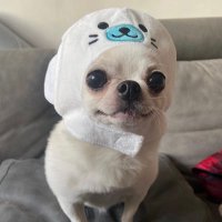 Dongsu_ow(@Dongsu_ow) 's Twitter Profile Photo