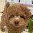 mococo_1818