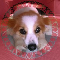 naomi🐶 (@naonao_ilys) 's Twitter Profile Photo naomi🐶 (@naonao_ilys) 's Twitter Profile Photo