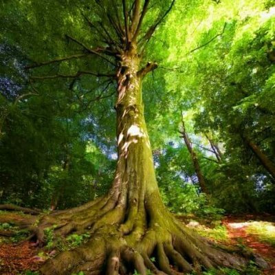 niji888reinbou's profile picture. こんにちは。自然や動物が好きです。健康に興味があります。 ビーガンを目指しています。