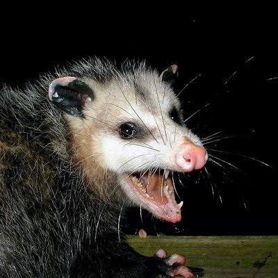 ellibearpriv_'s profile picture. yelling into the void