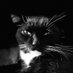 Maine Coon - X (@AskMaineCoon) Twitter profile photo