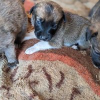 JONAH DOG RESCUE (@jonahdogrescue) 's Twitter Profile