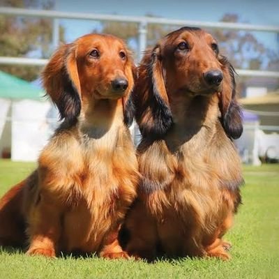 👉 Welcome to 
@
🐕 We share daily #dachshund
🐾 Follow us if you really love duchshund 
👇 Visit Our Store👇