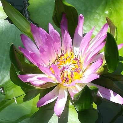pi_yotan's profile picture. 成人済 /天官賜福原作(繁体字版、新JJ版、簡体字版)読了、邦訳版、アニメ、漫画、ラジドラ出てるところまで済/2021年 魔道祖師アニメ、陳情令からmxtx入り/長めの感想はふせったーhttps://t.co/pPT8hLOkT9
天官の民に構ってもらえると喜びます