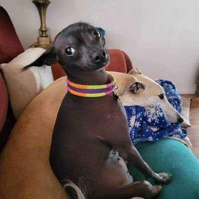 🌻🇺🇦 NO DMs⬅️⬅️⬅️READ THIS!!  Greyhound, Whippet, Italian Greyhound and Chinese Crested mom, T1D 50+ years, Fighting cancer for 3rd time, Atheist #BlueWave