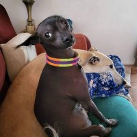 Greyhounds Rule🌵🌊🌊 🐕 (@ghiggyluv) 's Twitter Profile Photo