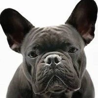 French Bulldog Universe(@frenchieclub24) 's Twitter Profile Photo