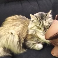 Dakota Li (@notnorthersouth) 's Twitter Profile
